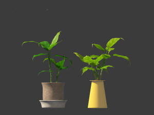 Aglaonema modestum - Chinese evergreen Model 3D
