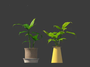 Aglaonema modestum - Chinese evergreen 3D Model