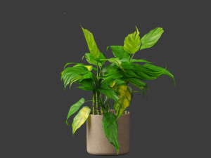 Aglaonema modestum - Chinese evergreen Model 3D