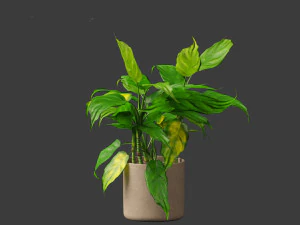 Aglaonema modestum - Chinese evergreen 3D Model