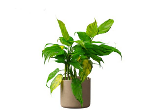 Aglaonema modestum - Chinese evergreen 3D Model