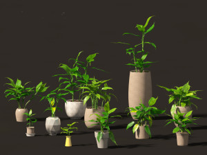 Aglaonema modestum - Chinese evergreen Model 3D