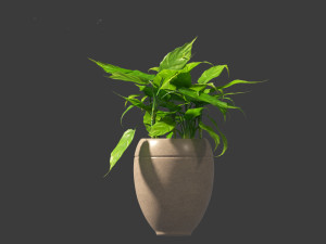Aglaonema modestum - Chinese evergreen Model 3D