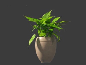 Aglaonema modestum - Chinese evergreen 3D Model