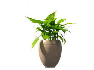 Aglaonema modestum - Chinese evergreen Model 3D