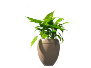 Aglaonema modestum - Chinese evergreen 3D Model