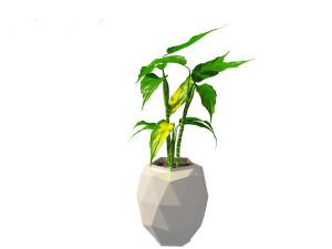 Aglaonema modestum - Chinese evergreen Model 3D