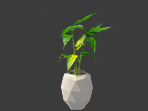 Aglaonema modestum - Chinese evergreen Model 3D