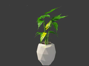 Aglaonema modestum - Chinese evergreen 3D Model