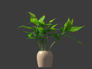 Aglaonema modestum - Chinese evergreen Model 3D