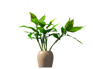 Aglaonema modestum - Chinese evergreen Model 3D
