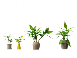 Aglaonema modestum - Chinese evergreen Model 3D