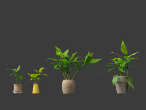 Aglaonema modestum - Chinese evergreen Model 3D