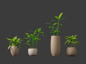 Aglaonema modestum - Chinese evergreen Model 3D