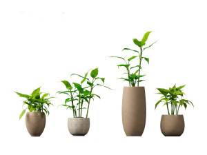 Aglaonema modestum - Chinese evergreen 3D Model