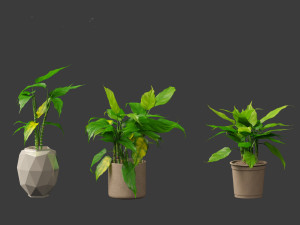 Aglaonema modestum - Chinese evergreen Model 3D