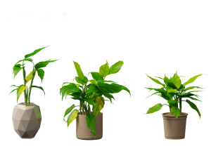 Aglaonema modestum - Chinese evergreen Model 3D