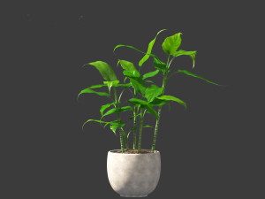 Aglaonema modestum - Chinese evergreen Model 3D