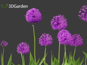 Allium hollandicum - Dutch Garlic Modèle 3D