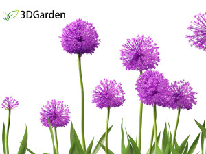 Allium hollandicum - Dutch Garlic Modèle 3D