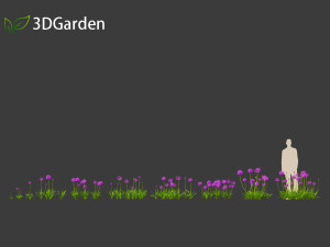 Allium hollandicum - Dutch Garlic Modèle 3D