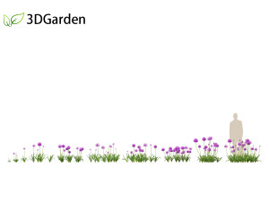 Allium hollandicum - Dutch Garlic 3D-Modell