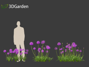 Allium hollandicum - Dutch Garlic Modèle 3D