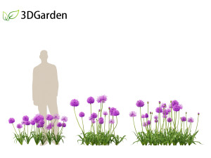 Allium hollandicum - Dutch Garlic Modèle 3D