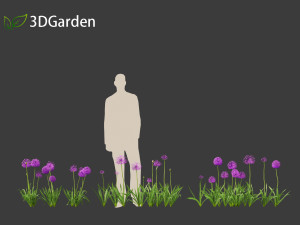 Allium hollandicum - Dutch Garlic Modèle 3D