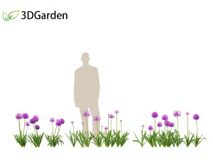 Allium hollandicum - Dutch Garlic Modèle 3D
