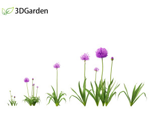 Allium hollandicum - Dutch Garlic Modèle 3D