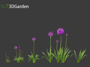 Allium hollandicum - Dutch Garlic Modèle 3D