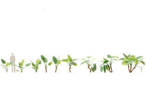 Alocasia macrorrhiza - Giant Taro 01 3D Model