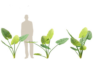 Alocasia macrorrhiza - Giant Taro 01 3D 模型