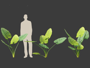 Alocasia macrorrhiza - Giant Taro 01 3D 模型