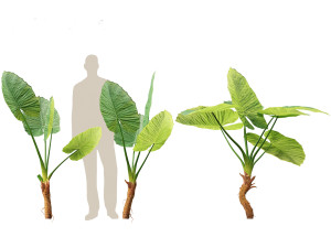 Alocasia macrorrhiza - Giant Taro 01 3D 模型