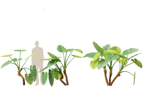 Alocasia macrorrhiza - Giant Taro 01 3D 模型