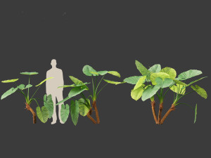 Alocasia macrorrhiza - Giant Taro 01 3D 模型
