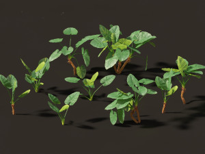 Alocasia macrorrhiza - Giant Taro 01 3D 模型