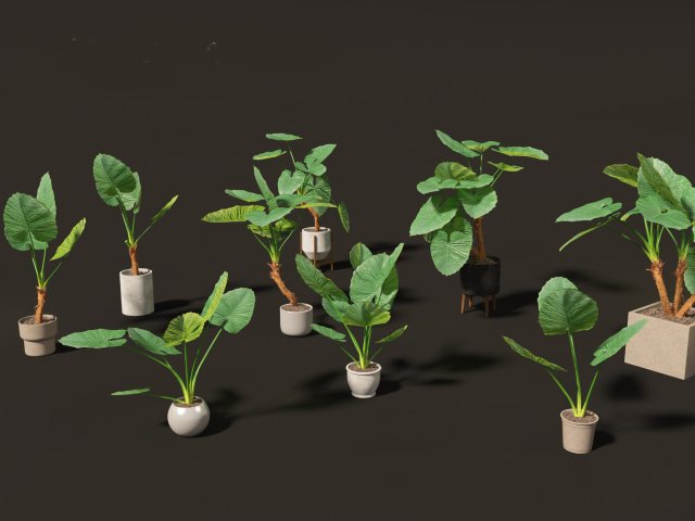 Alocasia macrorrhiza - Giant Taro 02 3D Modell .c4d .max .obj .3ds .fbx .stl .blend