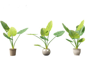 Alocasia macrorrhiza - Giant Taro 02 3D Modell