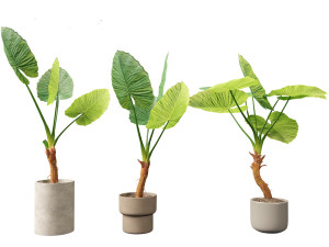 Alocasia macrorrhiza - Giant Taro 02 3D Modell