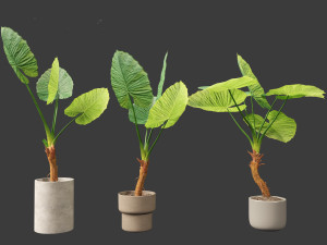 Alocasia macrorrhiza - Giant Taro 02 3D Modell