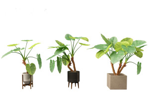 Alocasia macrorrhiza - Giant Taro 02 3D Modell