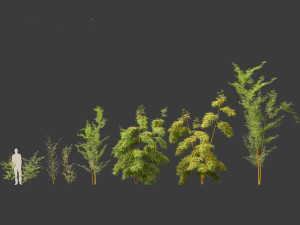 Alphonse karr bamboo - Bambusa multiplex 01 3D 모델