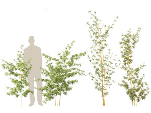 Alphonse karr bamboo - Bambusa multiplex 01 3D 모델