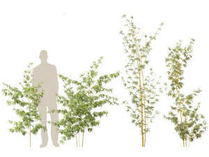 Alphonse karr bambu - Bambusa multiplex 01 Modelo 3D