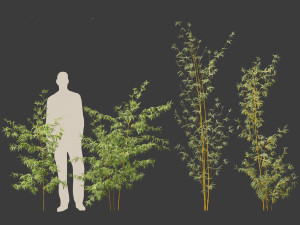 Alphonse karr bamboo - Bambusa multiplex 01 3D 모델