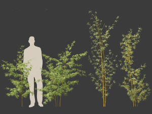 Alphonse karr bambu - Bambusa multiplex 01 Modelo 3D