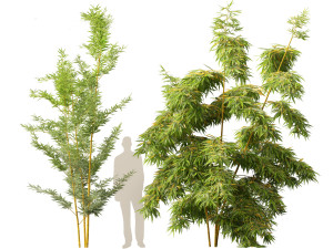 Alphonse karr bamboo - Bambusa multiplex 01 3D 모델